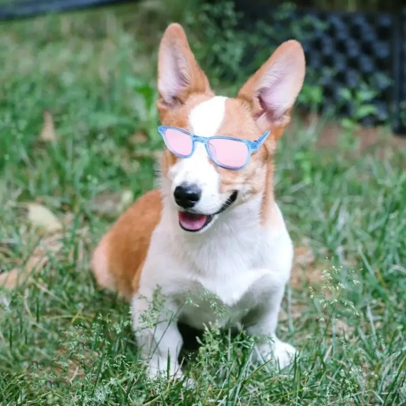 Pet Glasses Pet Sunglasses Cool Photos Dog and Cat Glasses Pet Supplies Plastic Cute Pet Glasses Cat and Dog Accessories Cat Hat